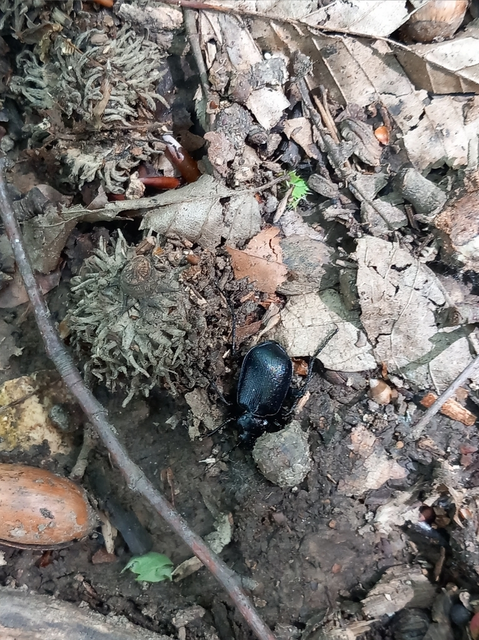 Calosoma inquisitor - kis bábrabló