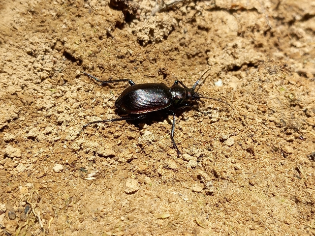 Calosoma inquisitor - kis bábrabló