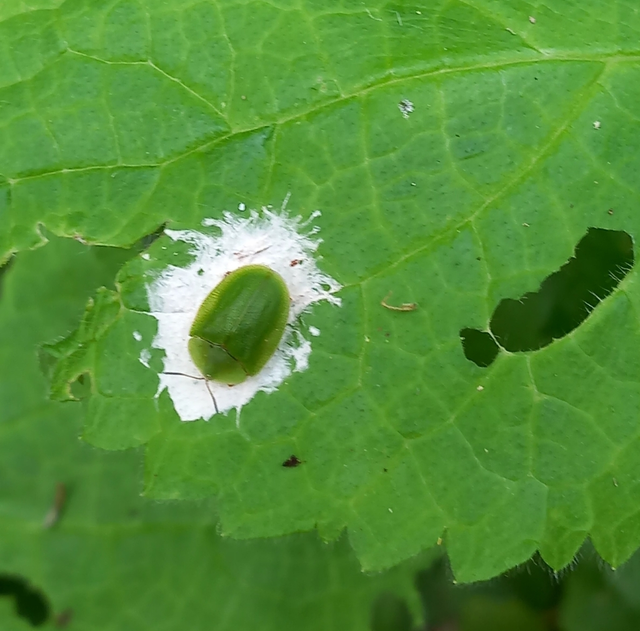 Cassida viridis - zöld pajzsbogár Cassida viridis - zöld pajzsbogár