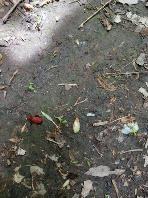 Pyrochroa serraticornis - közép-bíborbogár