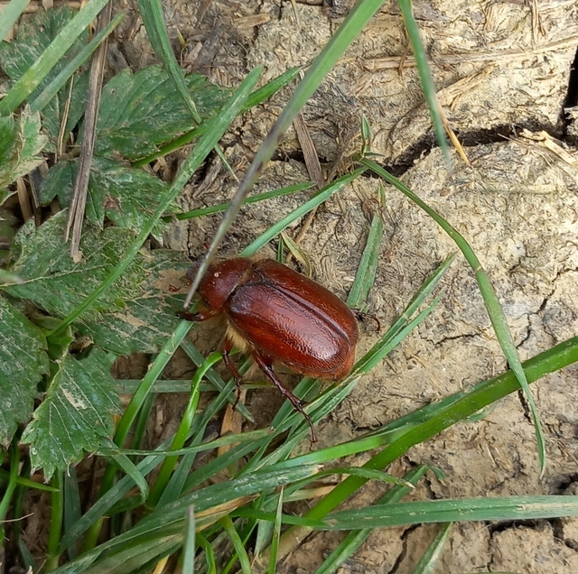 Holochelus aequinoctialis - tavaszeleji cserebogár