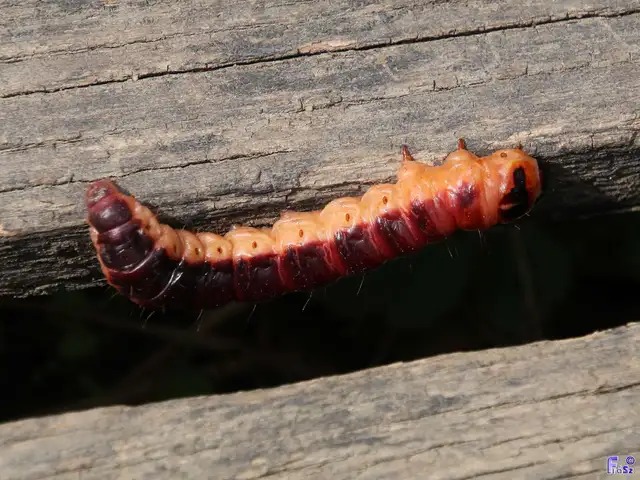 Cossus cossus - fűzfarontólepke
