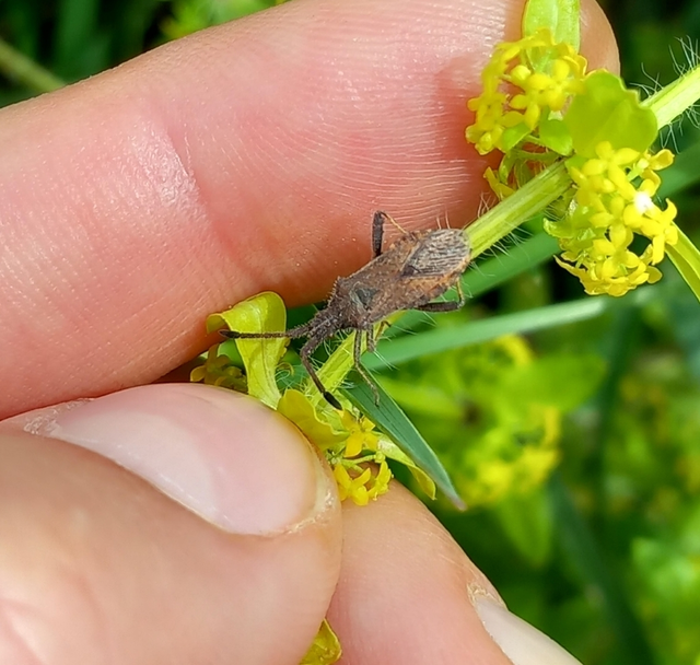 Coriomeris