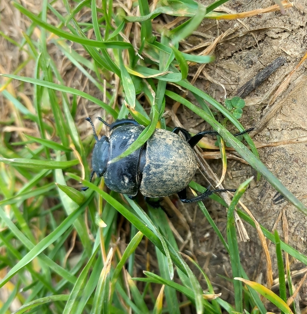 Lethrus apterus - nagyfejű csajkó