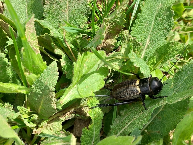 Gryllus campestris - mezei tücsök