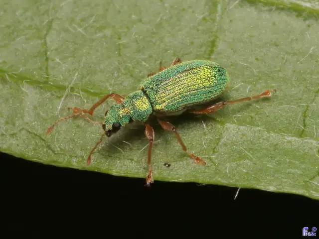 Polydrusus pterygomalis - púposfejű lombormányos