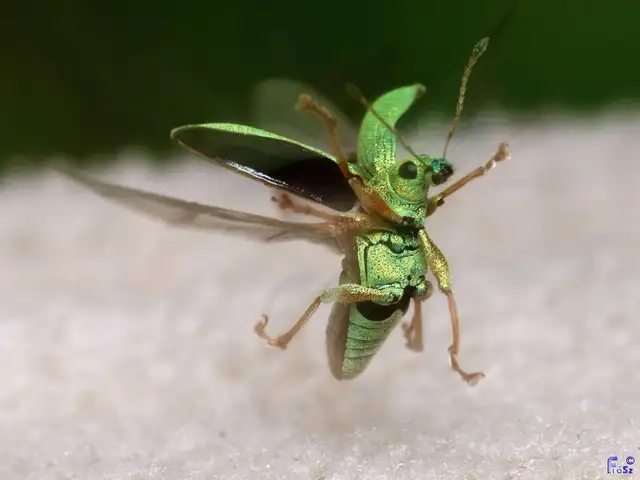 Polydrusus formosus - selymes lombormányos