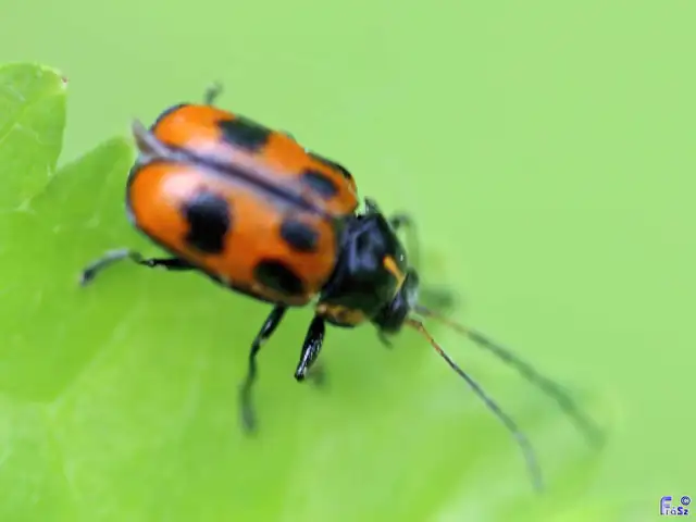 Cryptocephalus sexpunctatus - hatfoltos zömökbogár Cryptocephalus sexpunctatus - hatfoltos zömökbogár