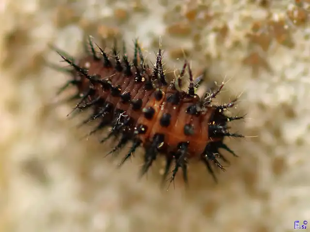 Chilocorus
