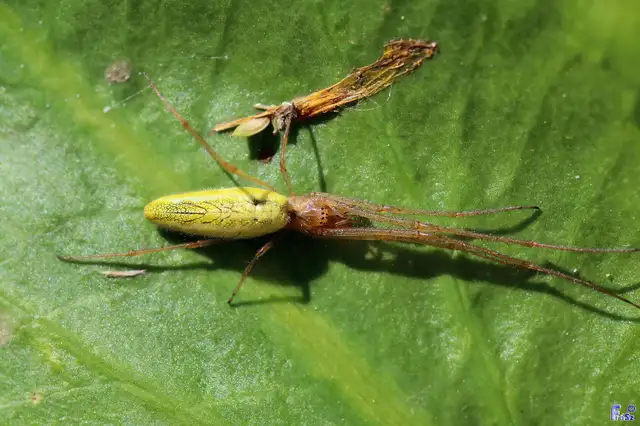 Tetragnatha