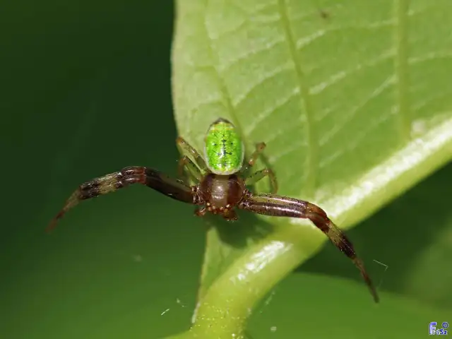 Ebrechtella tricuspidata - alakoskodó karolópók