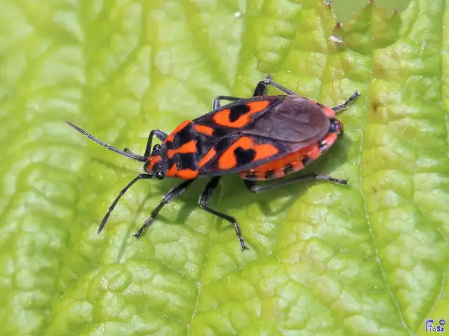 Spilostethus saxatilis - virágbodobács