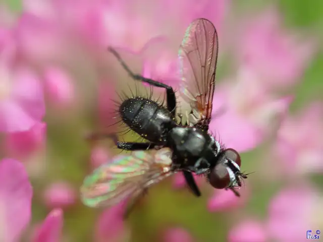Tachinidae - fürkészlegyek