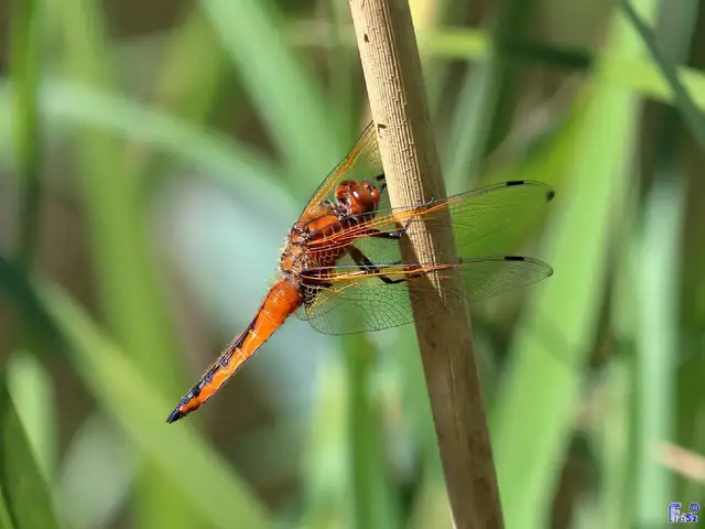 Libellula fulva - kisfoltos laposacsa
