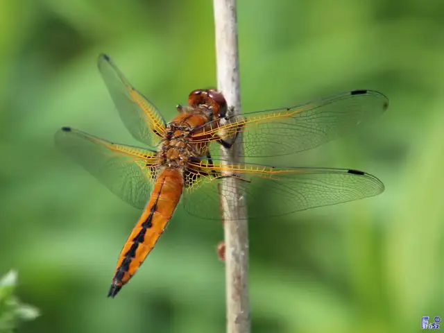 Libellula fulva - kisfoltos laposacsa