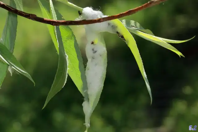 Aphrophora salicina