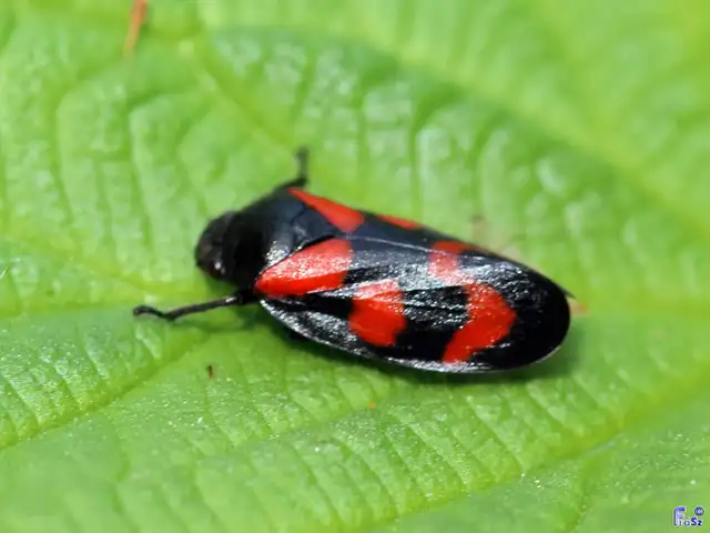 Cercopis vulnerata