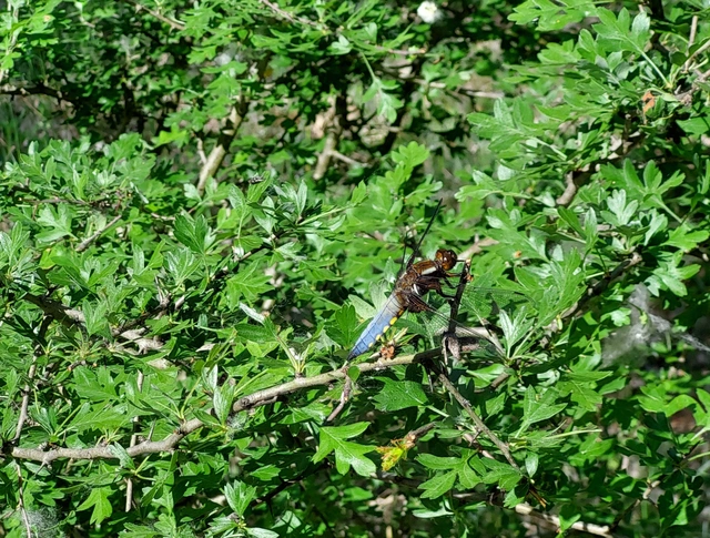 Libellula depressa - széles laposacsa