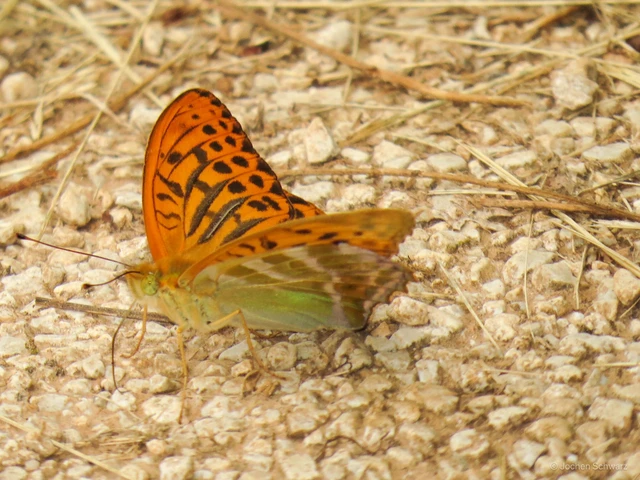 Argynnis paphia - nagy gyöngyházlepke