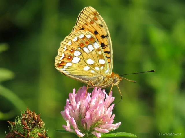 Argynnis adippe - ezüstös gyöngyházlepke