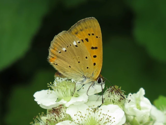 Lycaena virgaureae - arany-tűzlepke