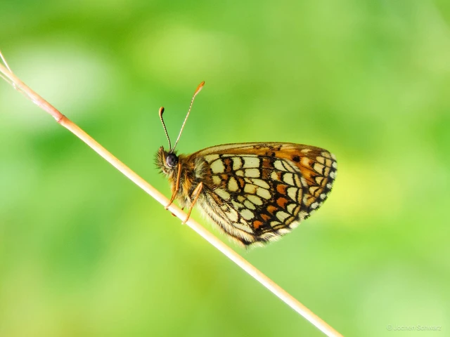 Melitaea aurelia - recés tarkalepke