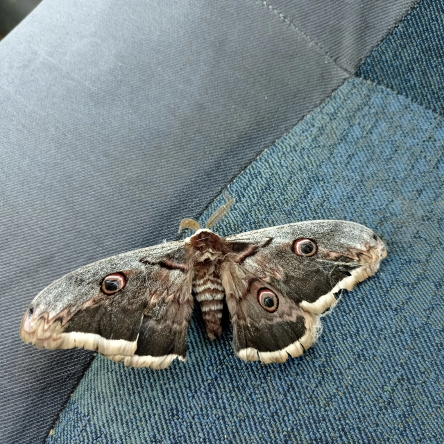 Saturnia pyri - nagy pávaszem