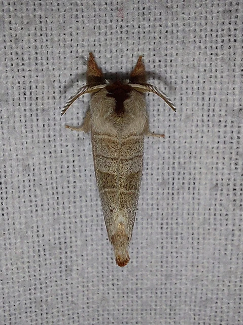 Clostera curtula - rövidszárnyú levélszövő