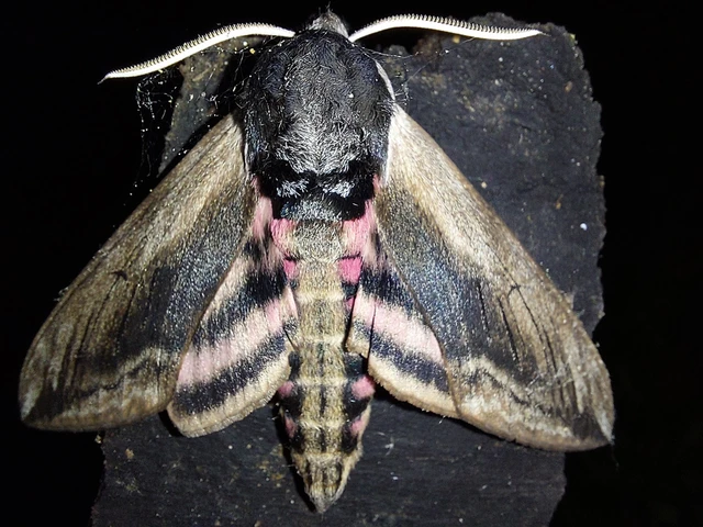Sphinx ligustri - fagyalszender