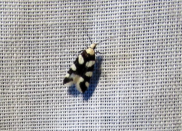 Pseudotelphusa tessella - sóskafamoly