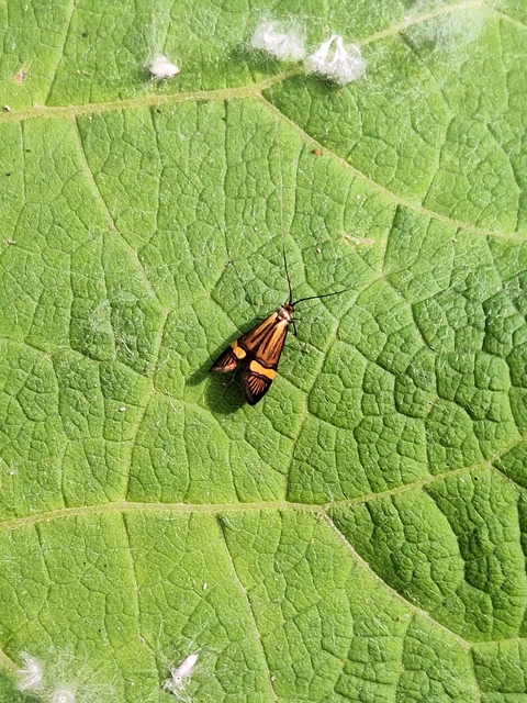 Nemophora degeerella - pompás tőrösmoly