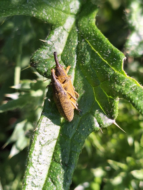 Lixus pulverulentus - mályvafúró dudvabarkó