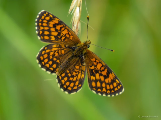 Melitaea athalia/aurelia/britomartis