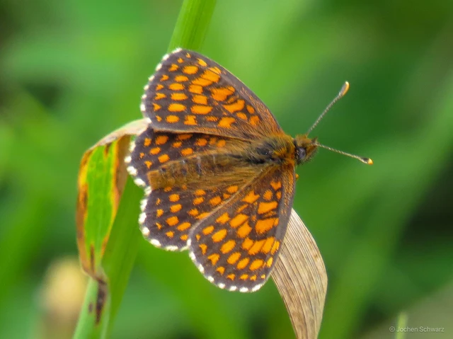 Melitaea athalia/aurelia/britomartis