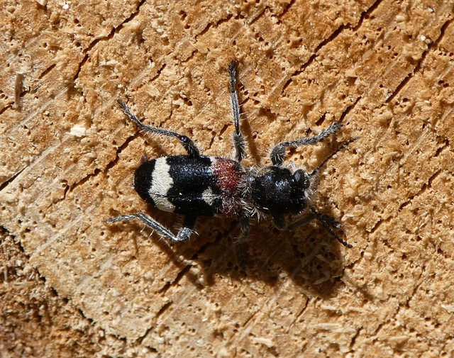 Clerus mutillarius - feketenyakú szúfarkas