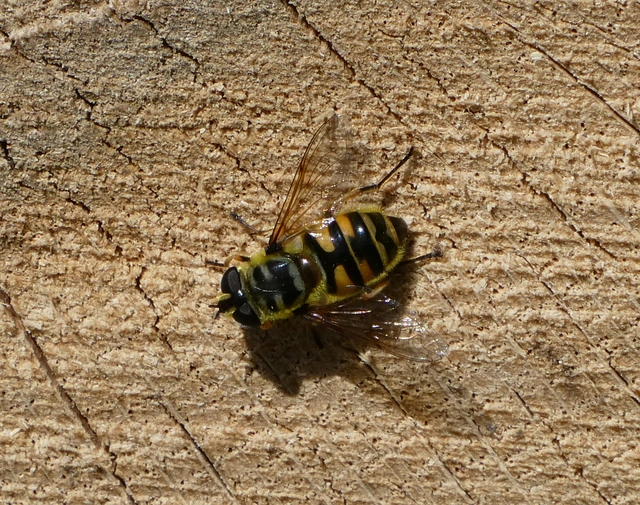 Myathropa florea - halálfejes odúlégy