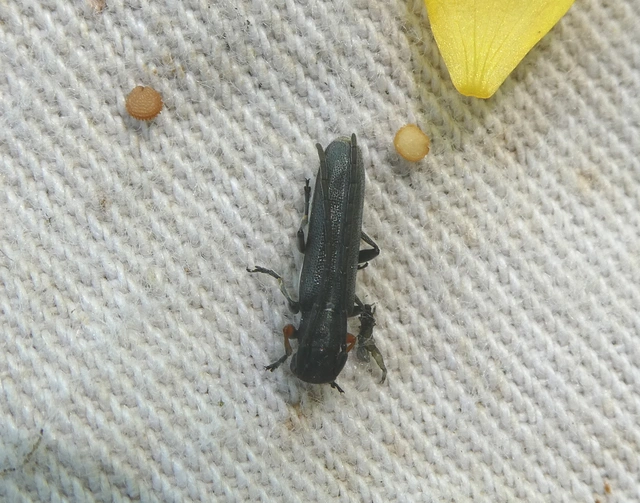 Phytoecia cylindrica - medvelapucincér