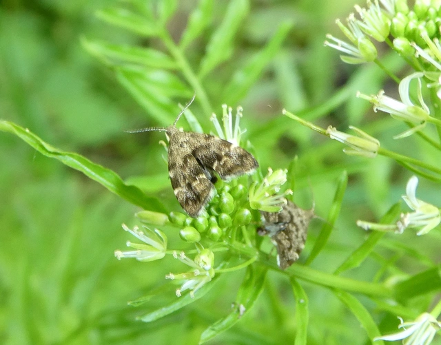 Anthophila fabriciana - lápréti levélmoly