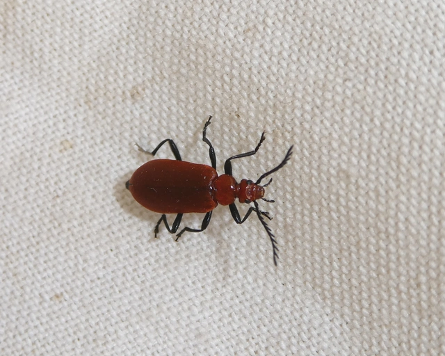 Pyrochroa serraticornis - közép-bíborbogár