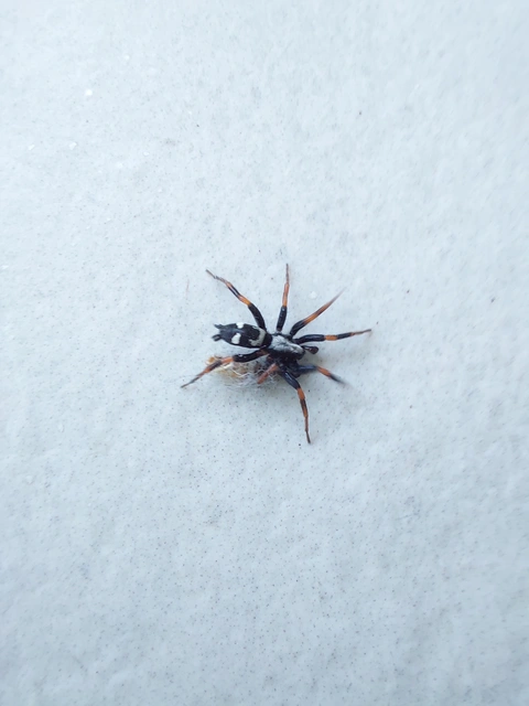 Kishidaia conspicua - övespók