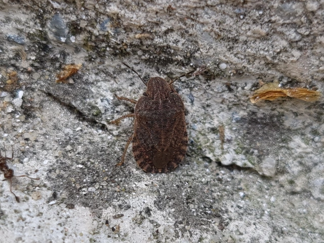 Sciocoris Sciocoris