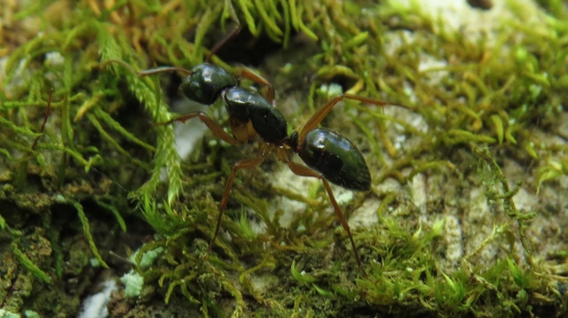 Camponotus tergestinus - sárgalábú lóhangya