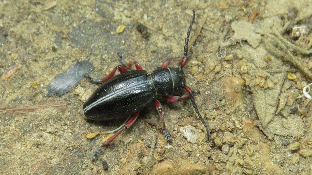 Dorcadion pedestre - kétsávos gyalogcincér