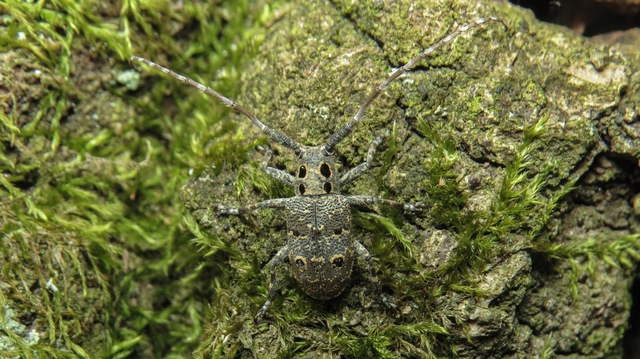Mesosa curculionoides - szemfoltos cincér Mesosa curculionoides - szemfoltos cincér
