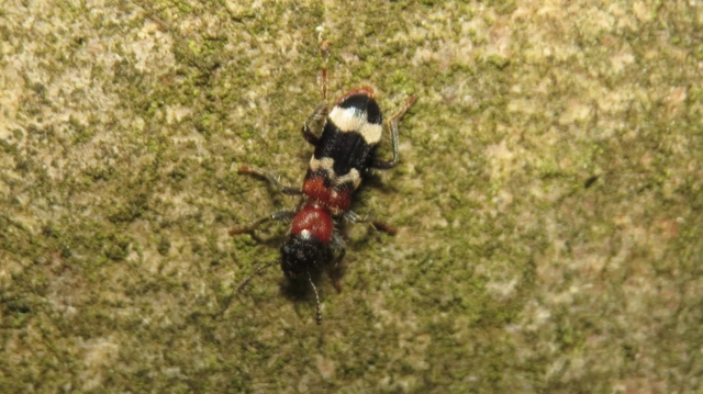 Thanasimus formicarius - vörösnyakú szúfarkas