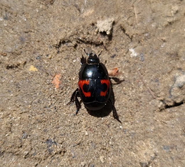 Hister quadrimaculatus - közönséges sutabogár