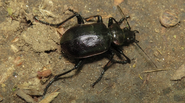 Calosoma inquisitor - kis bábrabló