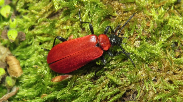 Pyrochroa coccinea - nagy bíborbogár