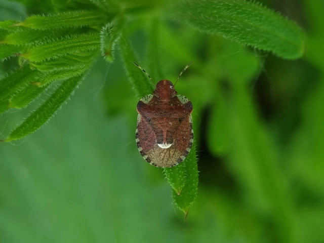 Dyroderes umbraculatus Dyroderes umbraculatus