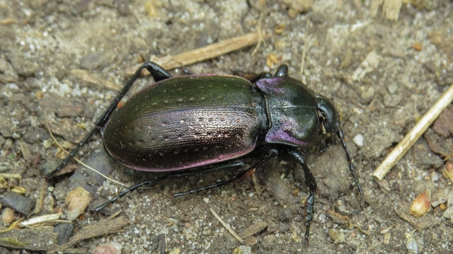 Carabus nemoralis - ligeti futrinka